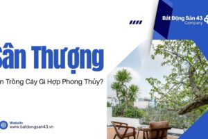 Sân Thượng Nên Trồng Cây Gì Hợp Phong Thủy?